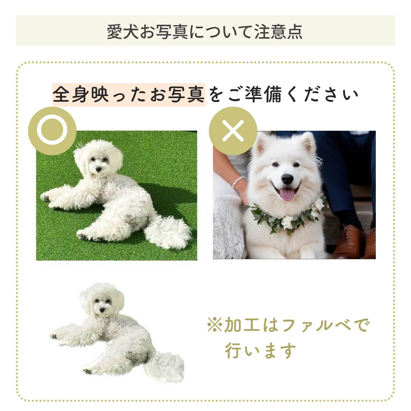 愛犬お写真について注意点