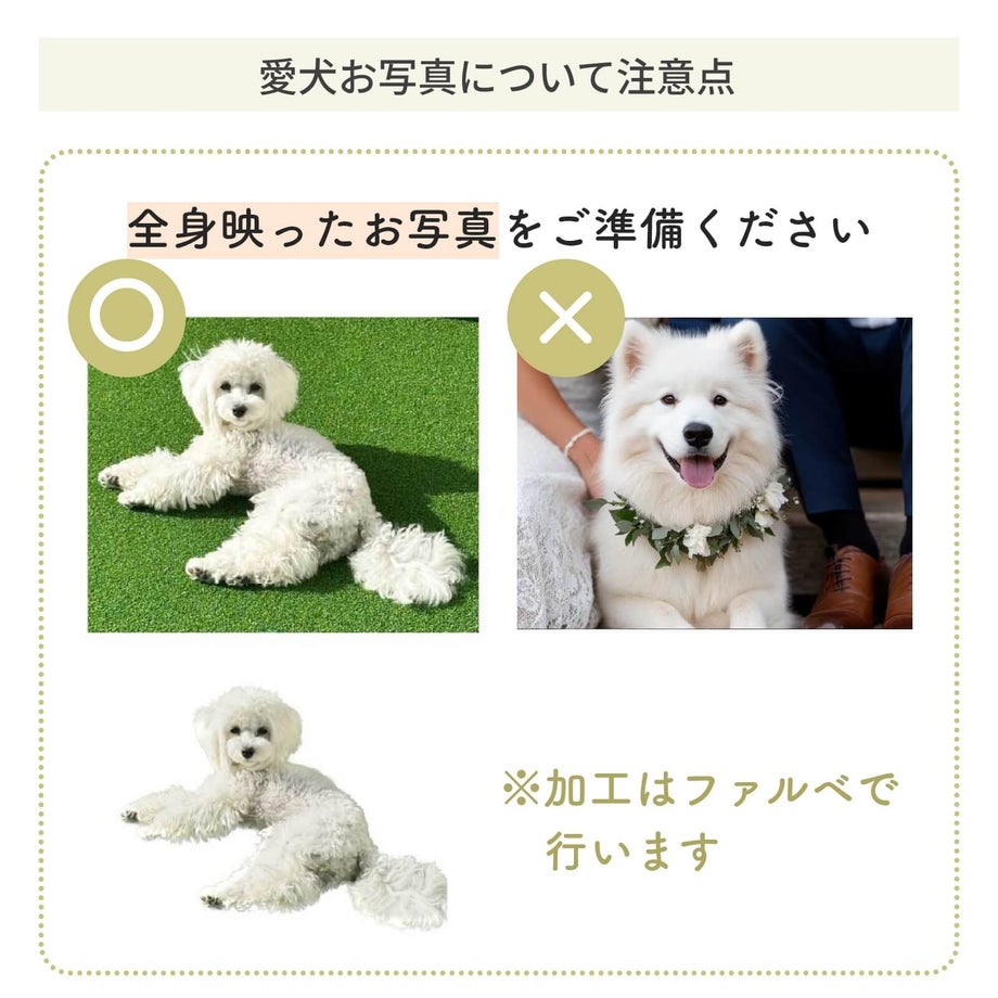 愛犬お写真について注意点
